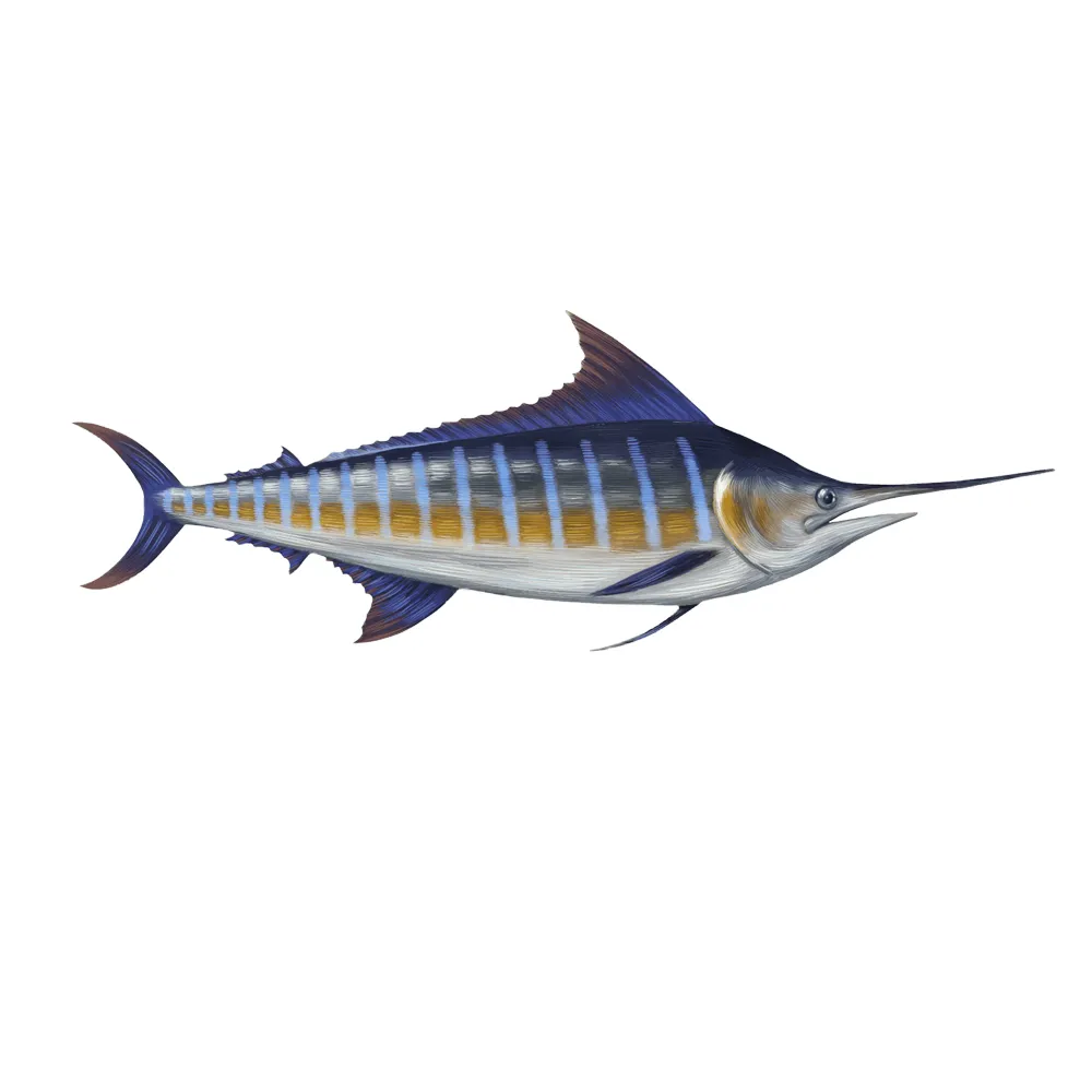 Blue Marlin