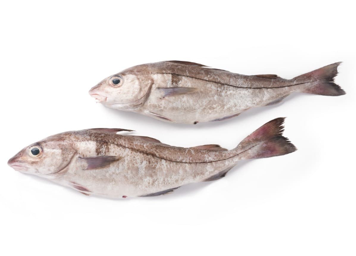 Haddock