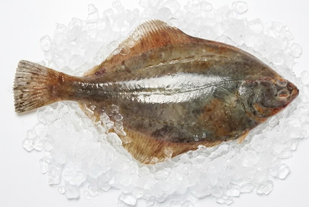 Halibut