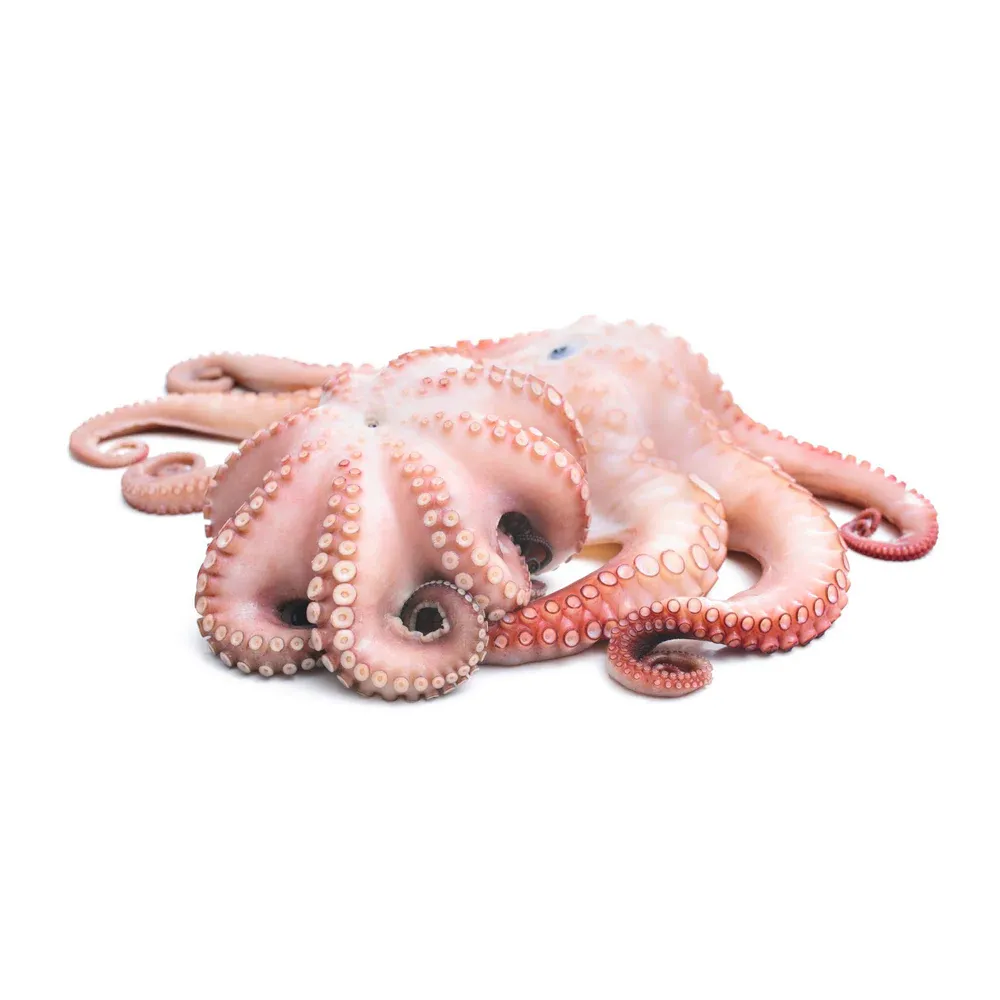 Octopus Long arm
