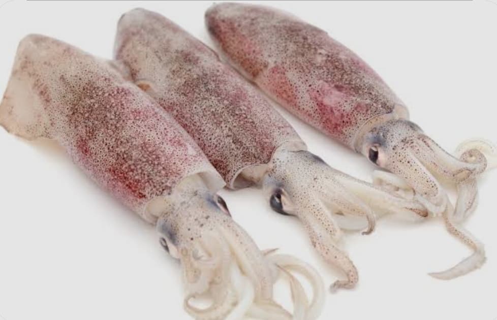 Squid