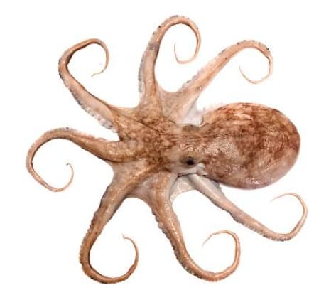 Octopus