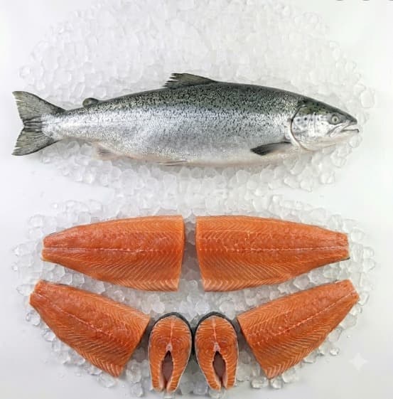 Pacific Salmon